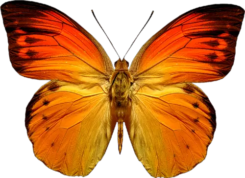 Butterfly On Flower Png