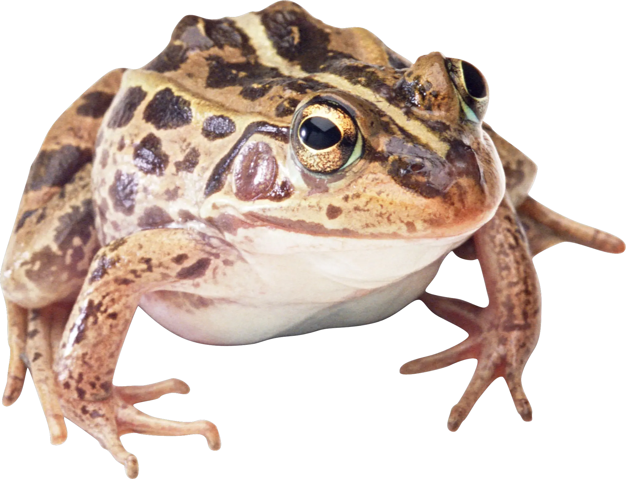 Wood Frog Transparent Background Wood Frog Clear Background Png Frog Transparent Background