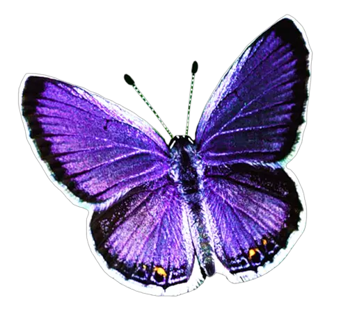 Butterfly Images Hd 3d Download Png