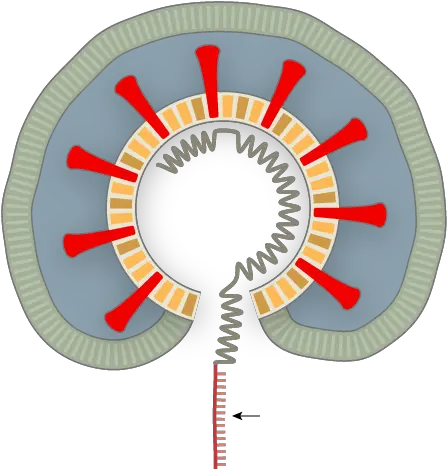 How Coronavirus Hijacks Your Cells Png Dead Logo