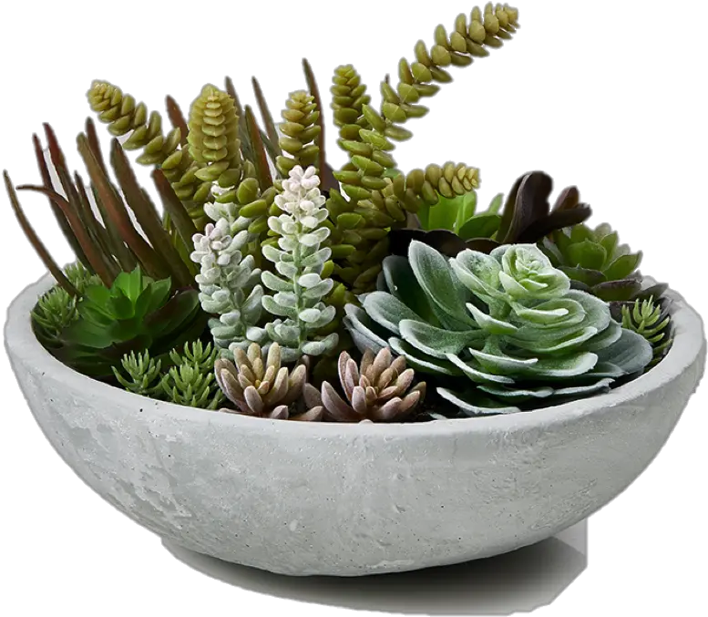 Garden Plants Succulent Bowl Flowerpot Transparent Table Plant Png Succulent Transparent Background