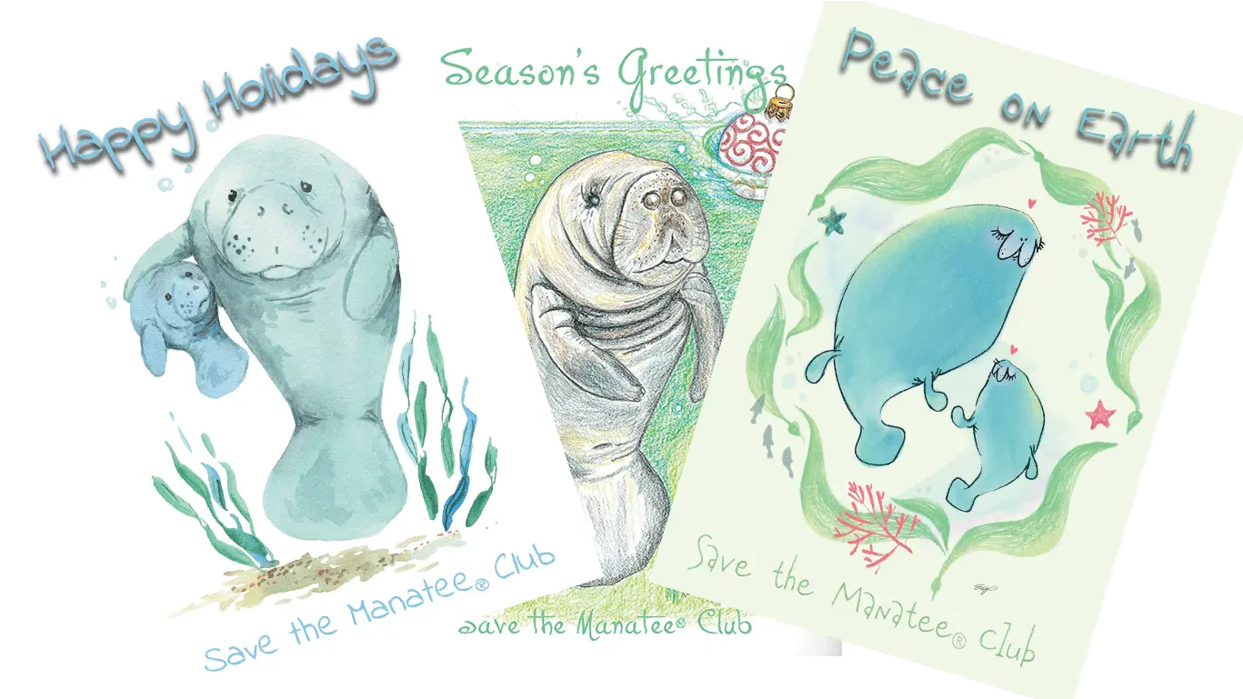 Manatee Holiday Cards Mama Manatee And Baby Drawing Png Manatee Png