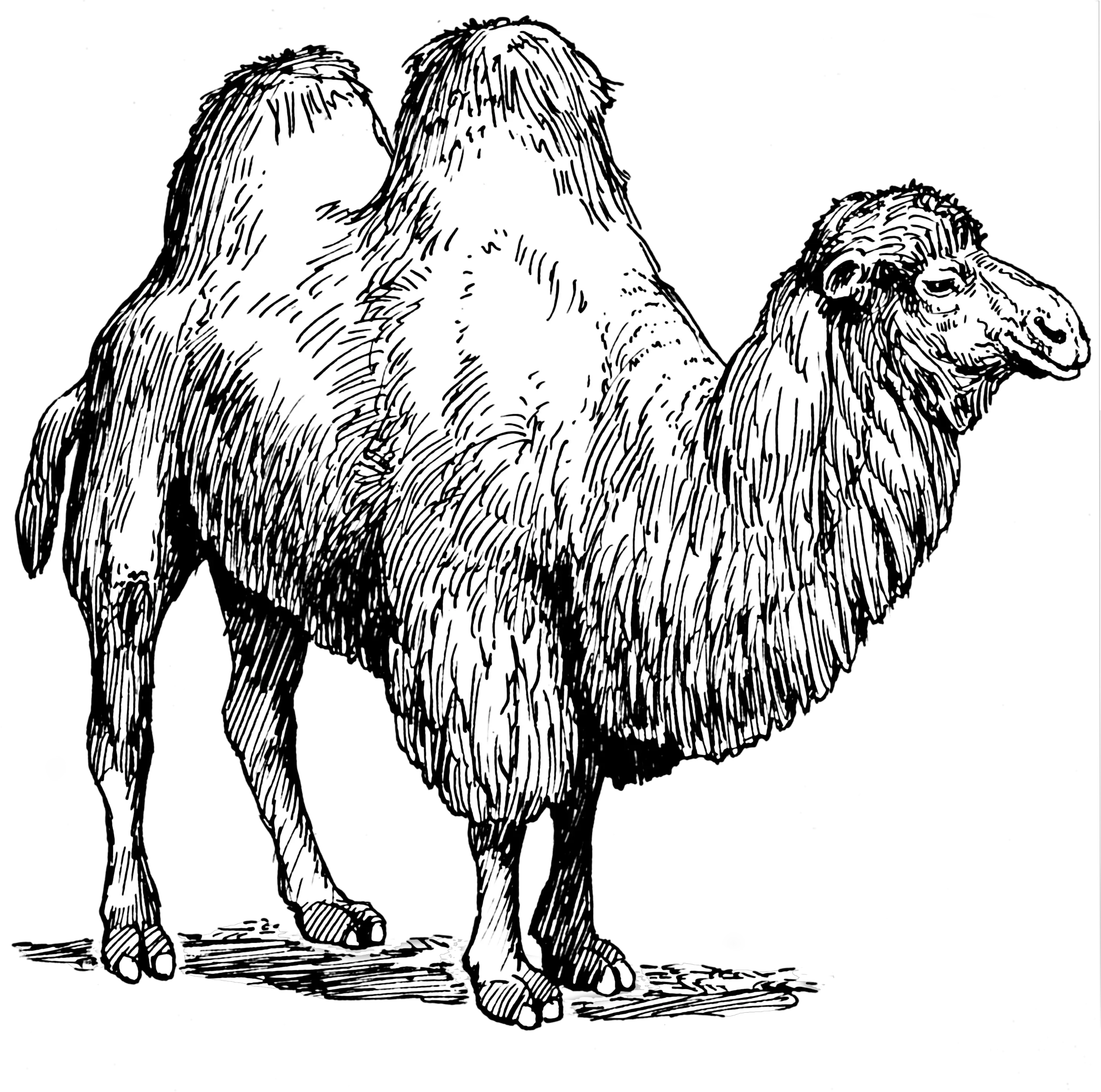 Bactrian Camel Coloring Pages Png Transparent