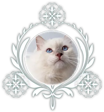 Pedigree Ragdoll Cats Blizzard Of Cats Gb Ragdolls Decorative Png Kitten Transparent