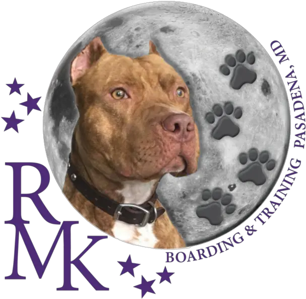 In Thenews Martingale Png Pit Bull Icon