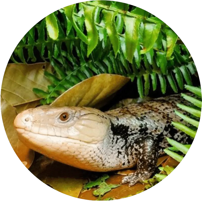 Reptifiles Where Better Reptile Care Begins Skink Png Lizard Icon