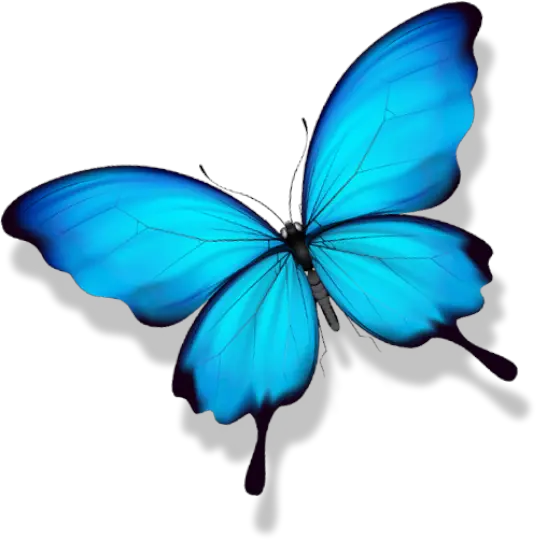 Butterflies Tattoo Png