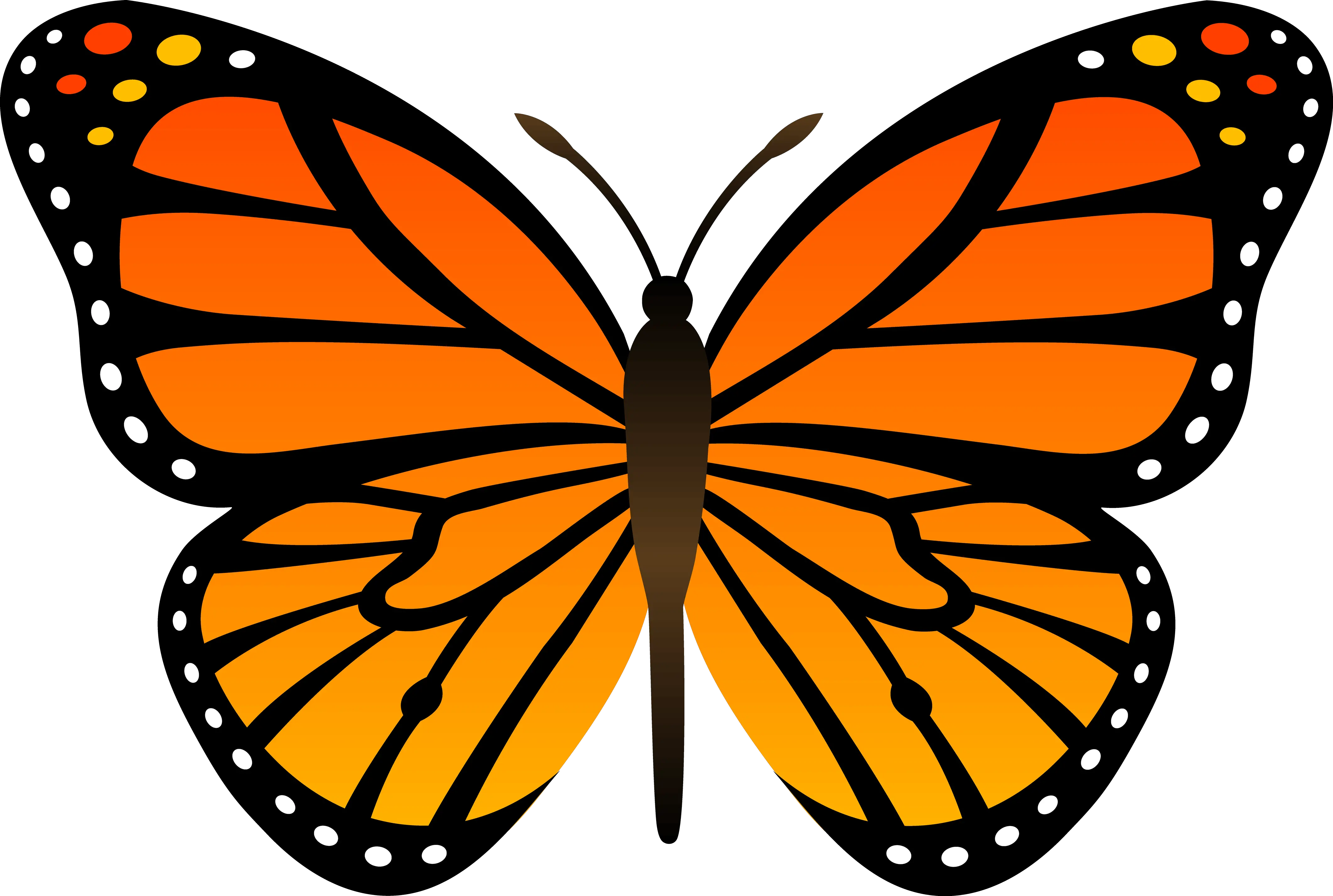 Animated Butterfly Png