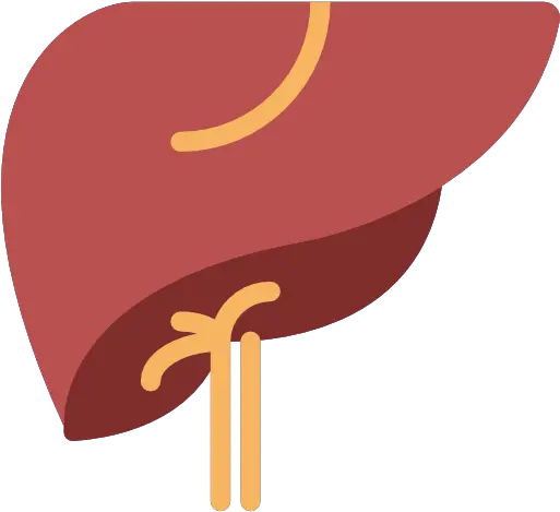 Liver Png Icon Liver Icon Png Liver Png