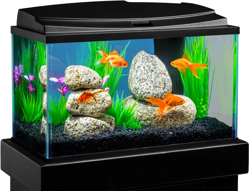 Download 18 Gallon Fish Tank Png Image With No Background Fish Tank Transparent Background Tank Transparent Background