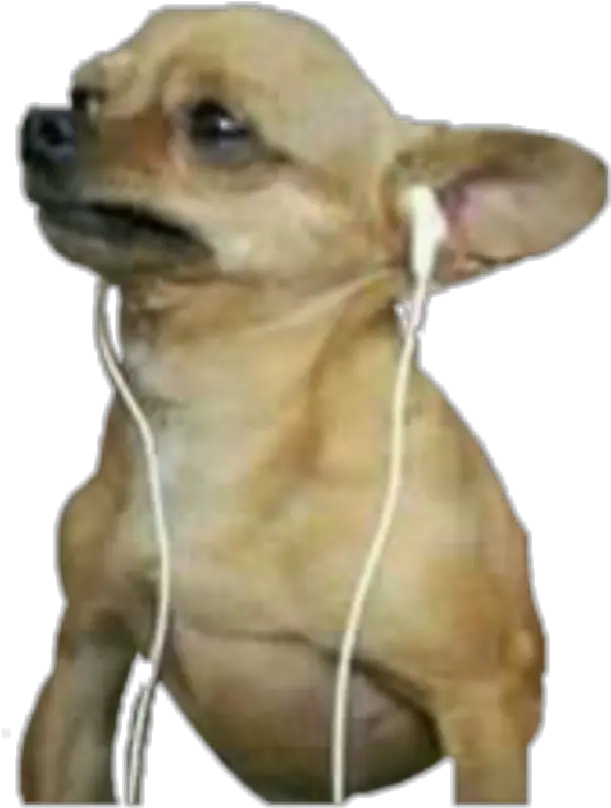 Download Sad Chihuahua De Perfil De Perros Chistosos Png Chihuahua Png