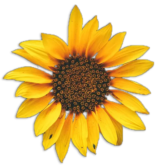 Corner Sunflower Png