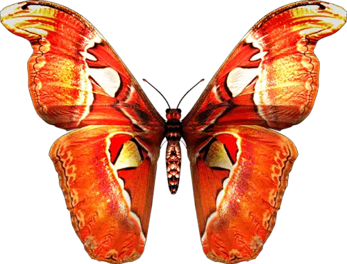 Butterfly Png Cartoon