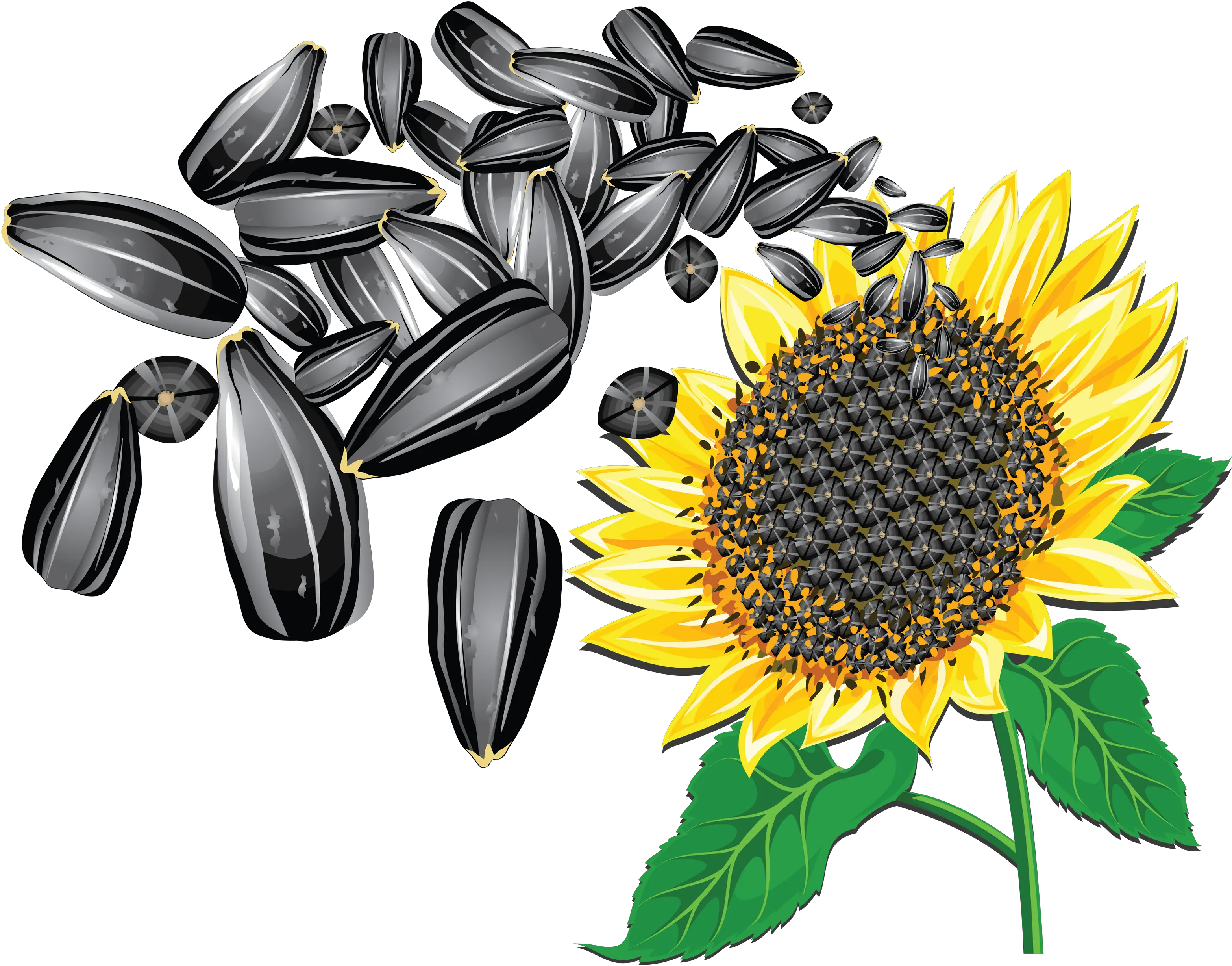 Sunflower Seed Png Transparent Transparent Background Sunflower Seed Clipart Seed Png