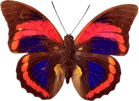 Butterfly Mixie Png