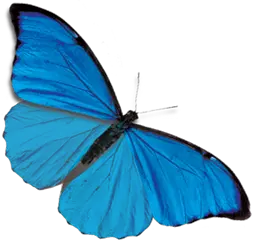 Butterfly Flying Gif Png