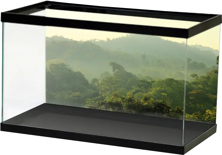 Jungle Treeline Background Aquarium Fish Tank Shark Background Png Treeline Png