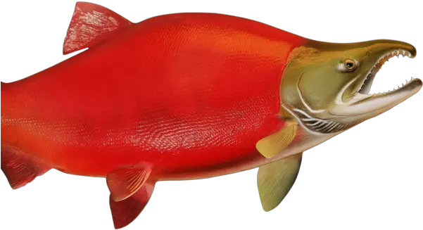 Sockeye Salmon Png Picture Sockeye Salmon Png Salmon Png