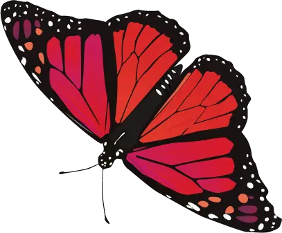 Butterfly Cartoon Png