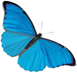 Neon Butterfly Png