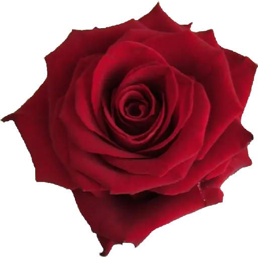 Index Of Amwedding Single Red Rose Png Falling Rose Petals Png