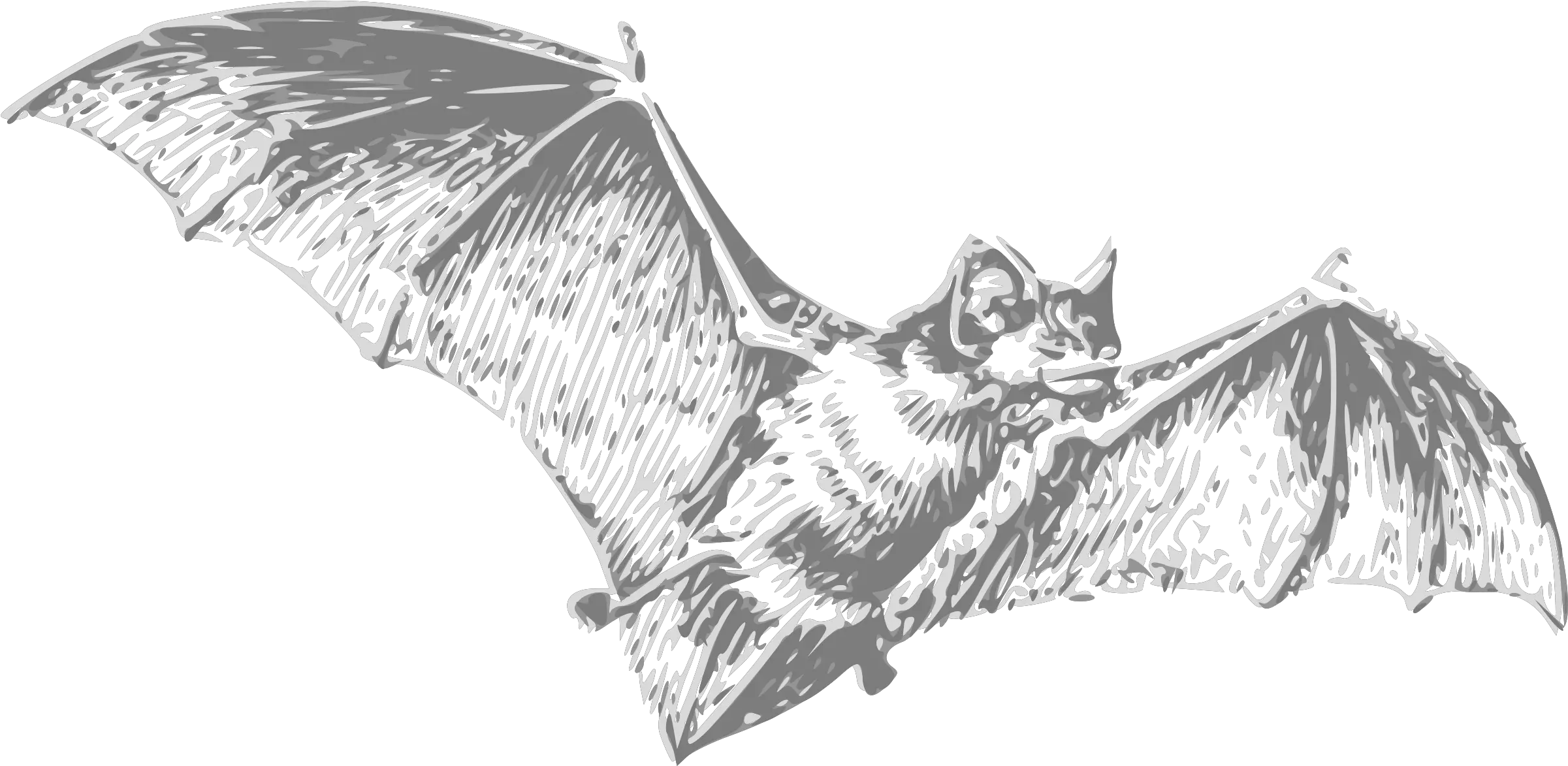 Bat Don T Eat Bats Png Bat Transparent