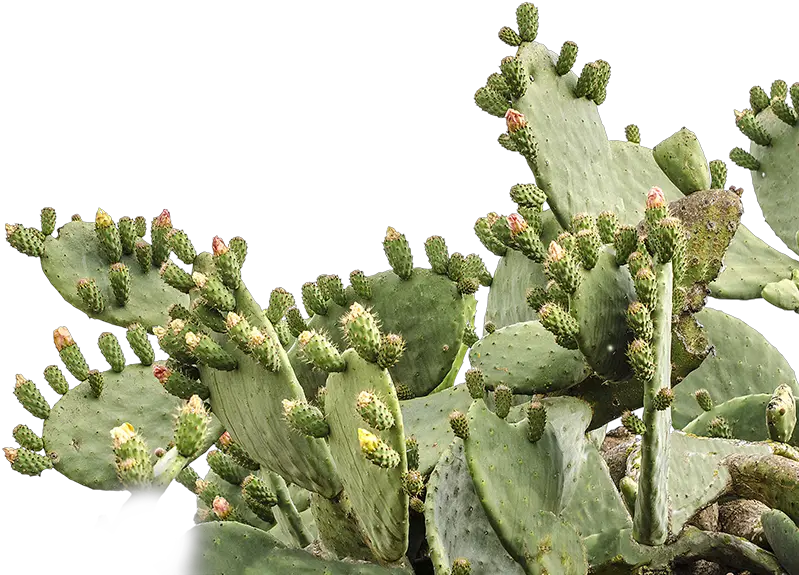 Prickly Pear Cactus Png U0026 Free Cactuspng Prickly Pear Cactus Png Pear Png