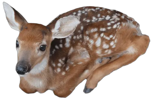 Deer Transparent Png Images Transparent Cottagecore Pngs Deer Png