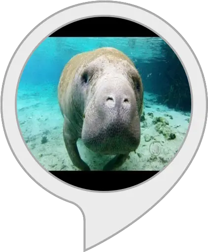 Amazoncom Manatee Facts Alexa Skills Riverside Museum Of Transport And Glasgow Png Manatee Png