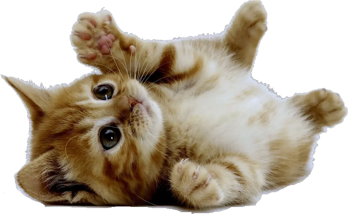 Cute Kitten American Shorthair Cuteness Cat Png Kitten Transparent