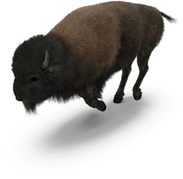 Buffalo American Bison American Buffalo Png Bison Png