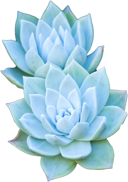 Succulents Transparent Png Succulent Background