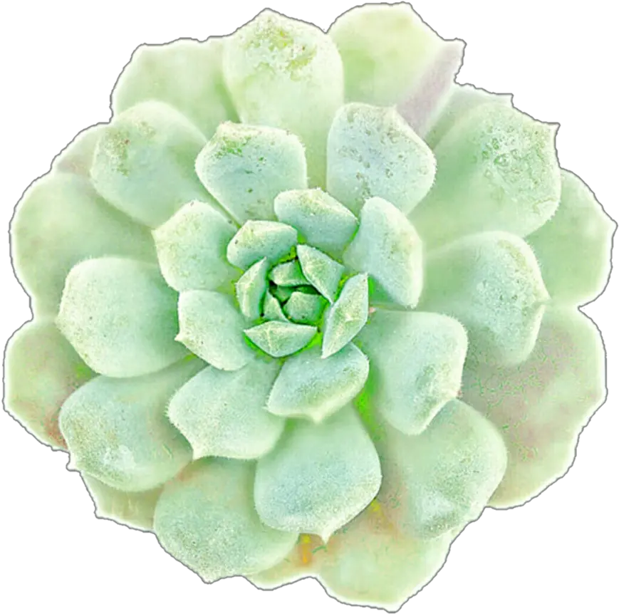 Succulent Free Transparent Png Large Succulent Clip Art Succulent Png