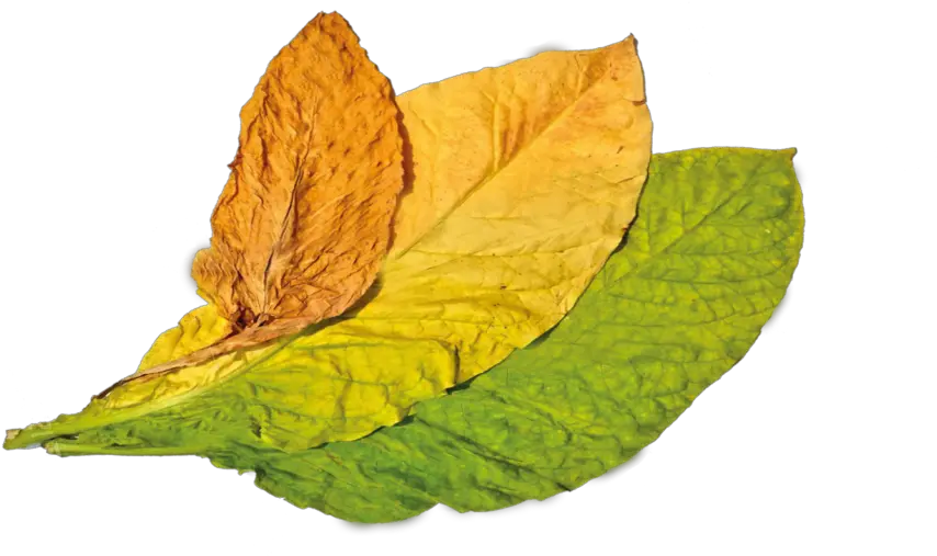 Virgina Tobacco U2013 Atgermania Mint Leaf Png Tobacco Leaf Png