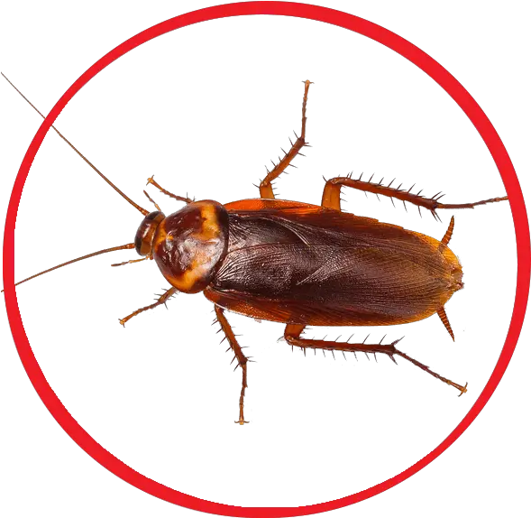 Cockroach Png Amerikan Hamam Böcei Cockroach Png