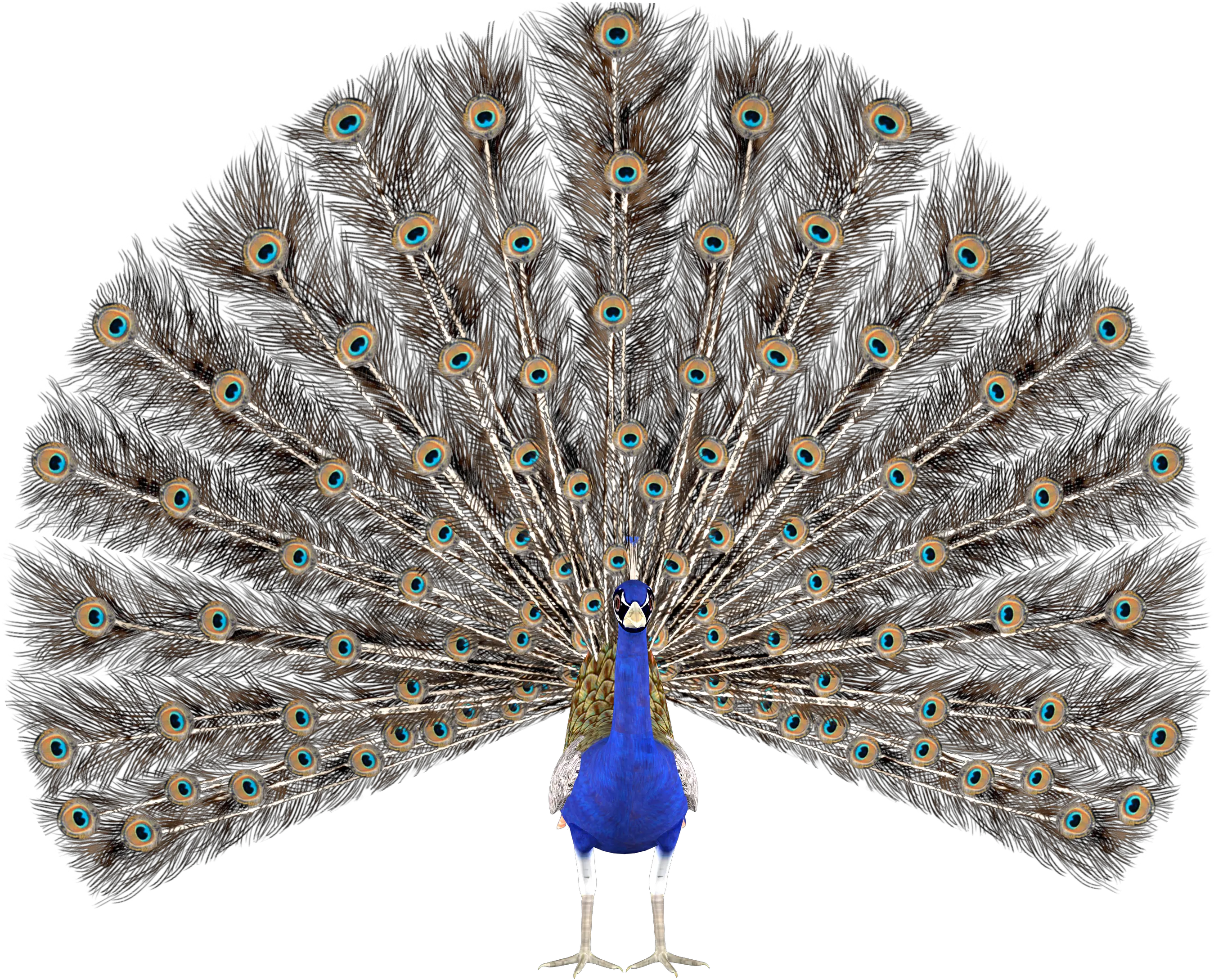 Peacock Png Clipart And Images Easy 10 Lines On Peacock In English Stock Photo Png