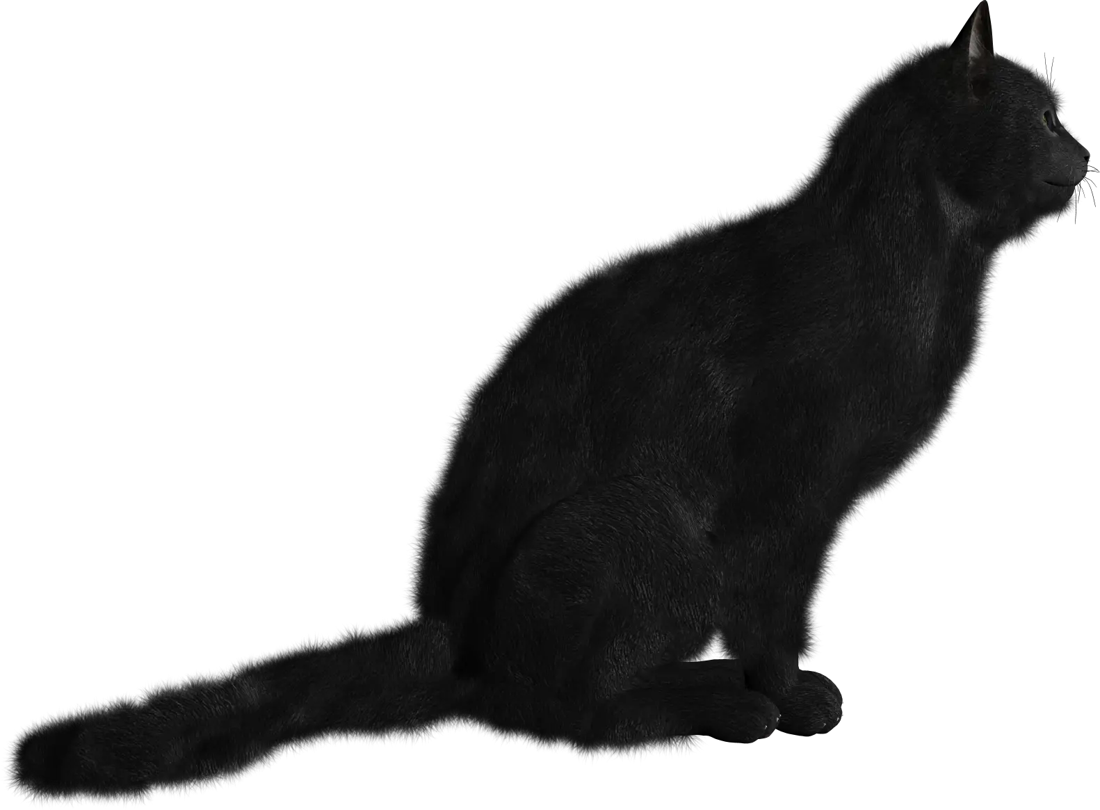 Cat Black Png