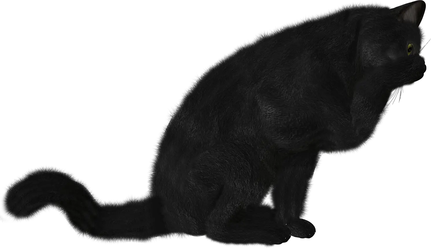 Cat Art Png