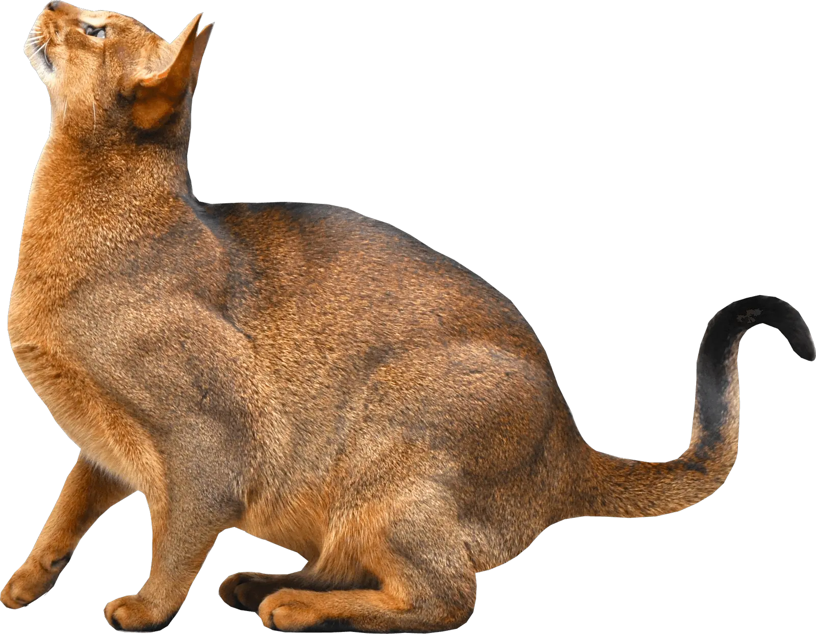 Cat 3d Png