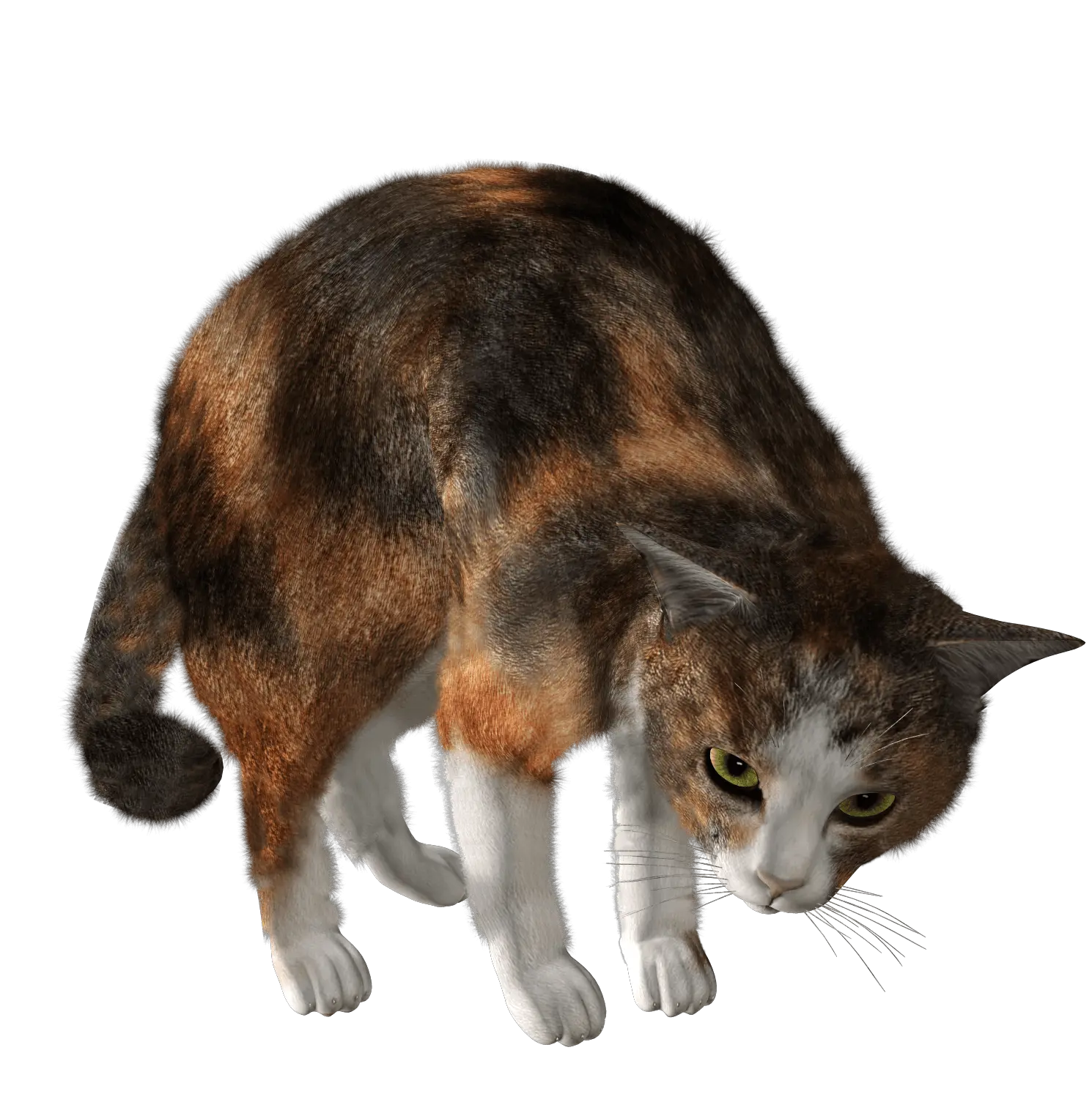 Cartoon Cat Png Image