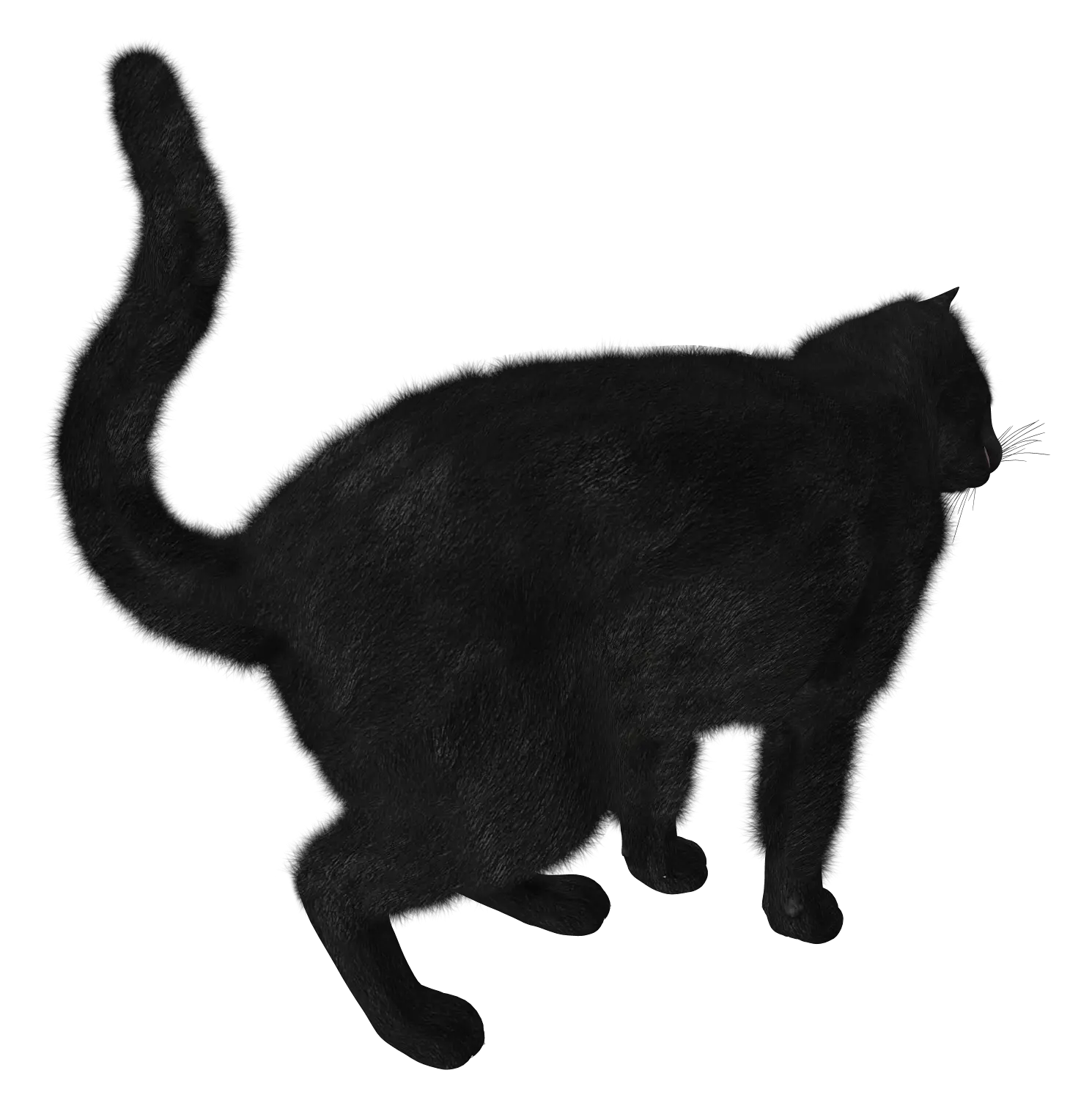 British Shorthair Cat Png