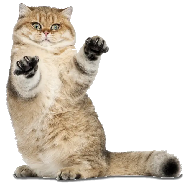 Astronaut Cat Png