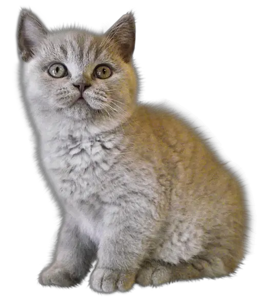 Ragdoll Cat Png