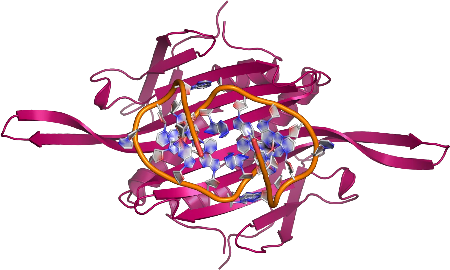 Filems2 Ccdimer Rna Botviewpng Wikimedia Commons Arn No Codificante Png Rna Icon