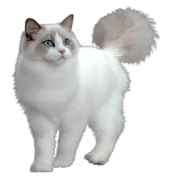 Happy Cat Png