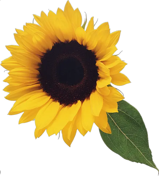 Anime Sunflower Png