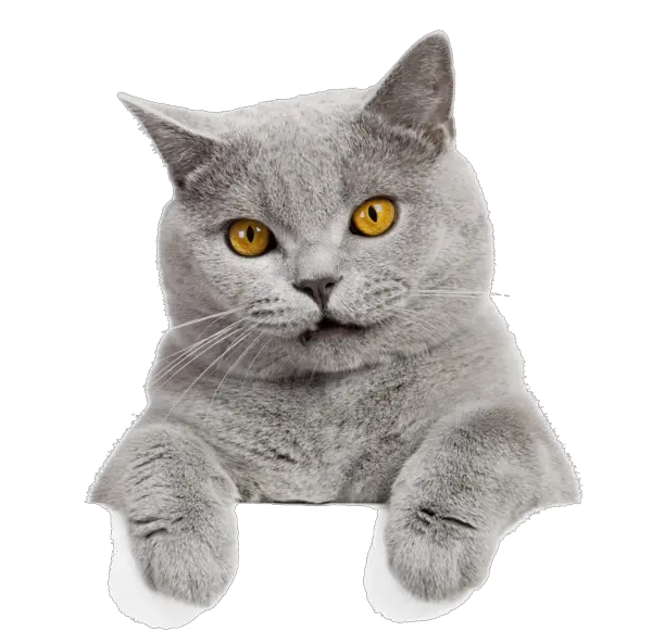 Cat Png Tuber