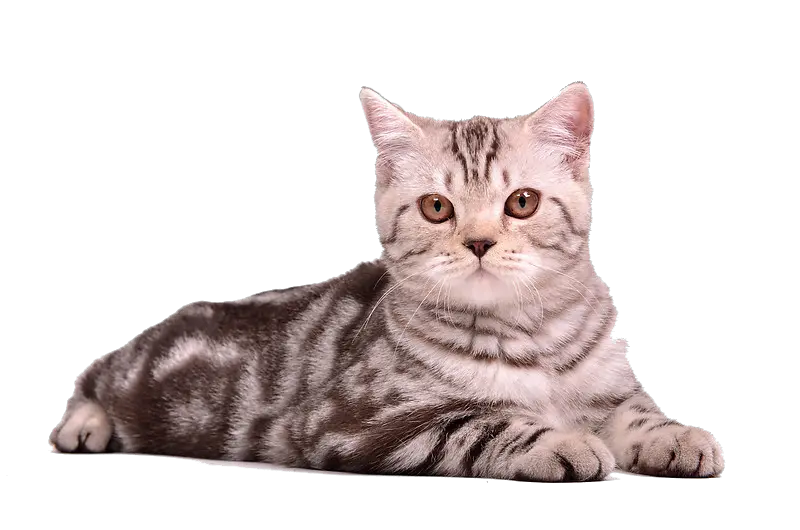 Cat Filter Png