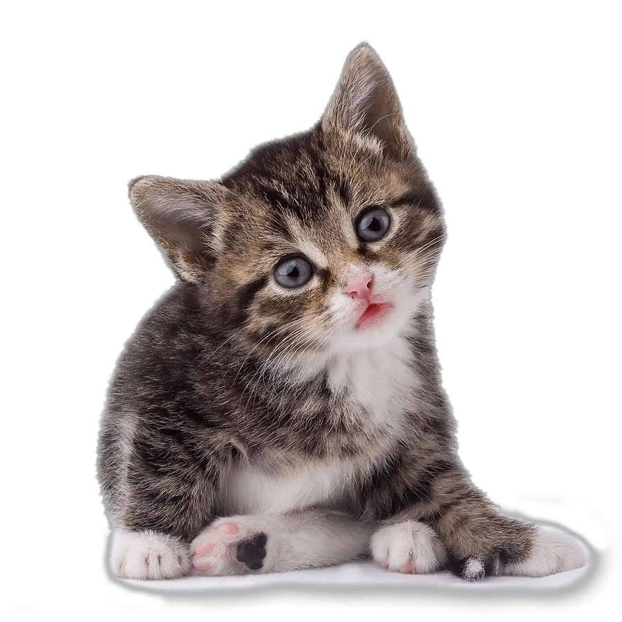 Cat Images Png File