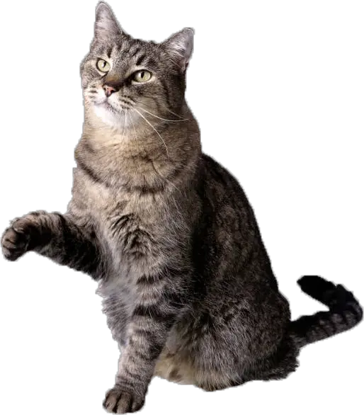 Cat Images Png